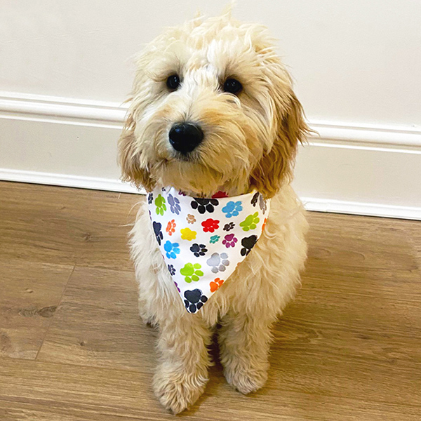 Pets Inspiring Print